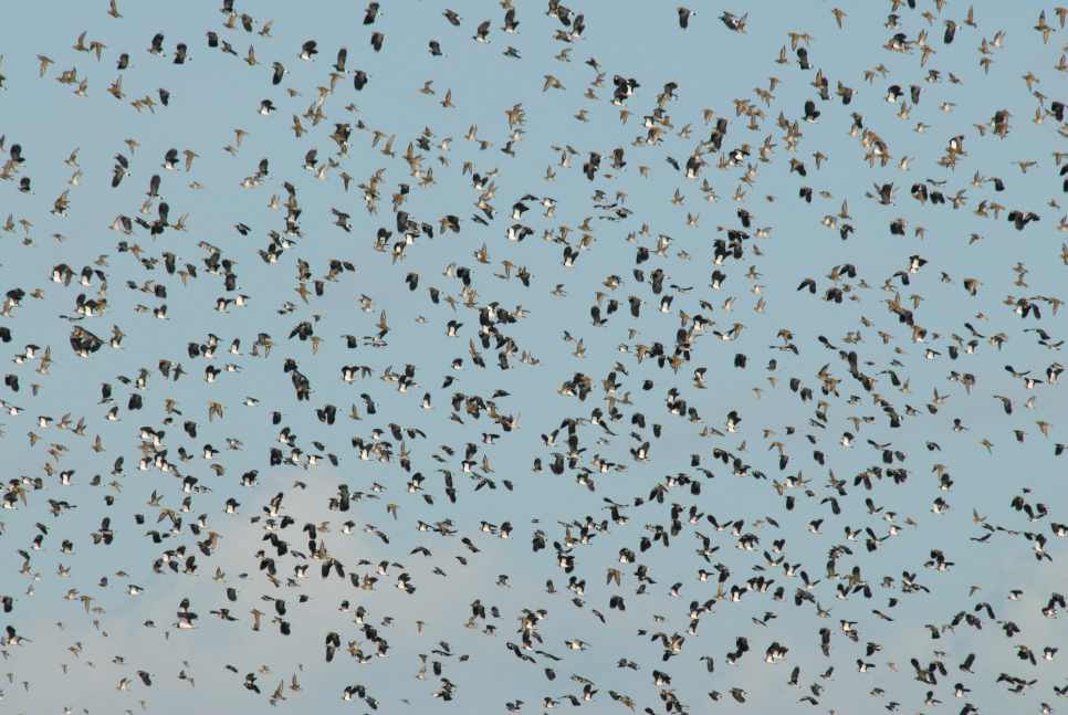 View: New Year's Day Birding 2026